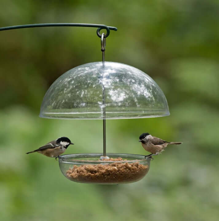 Two birds sat on a bird feeder for soft foods outside