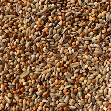 Shop BRAVO budgie seed mix from Haith's for budgies