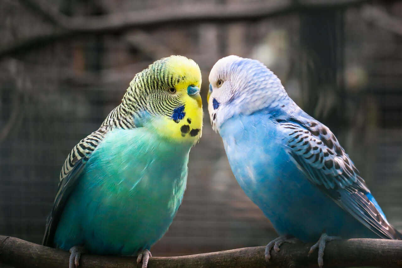 Buy Budgie Food and seed for budgerigars and budgie breeding from Haith's bird seed and food.