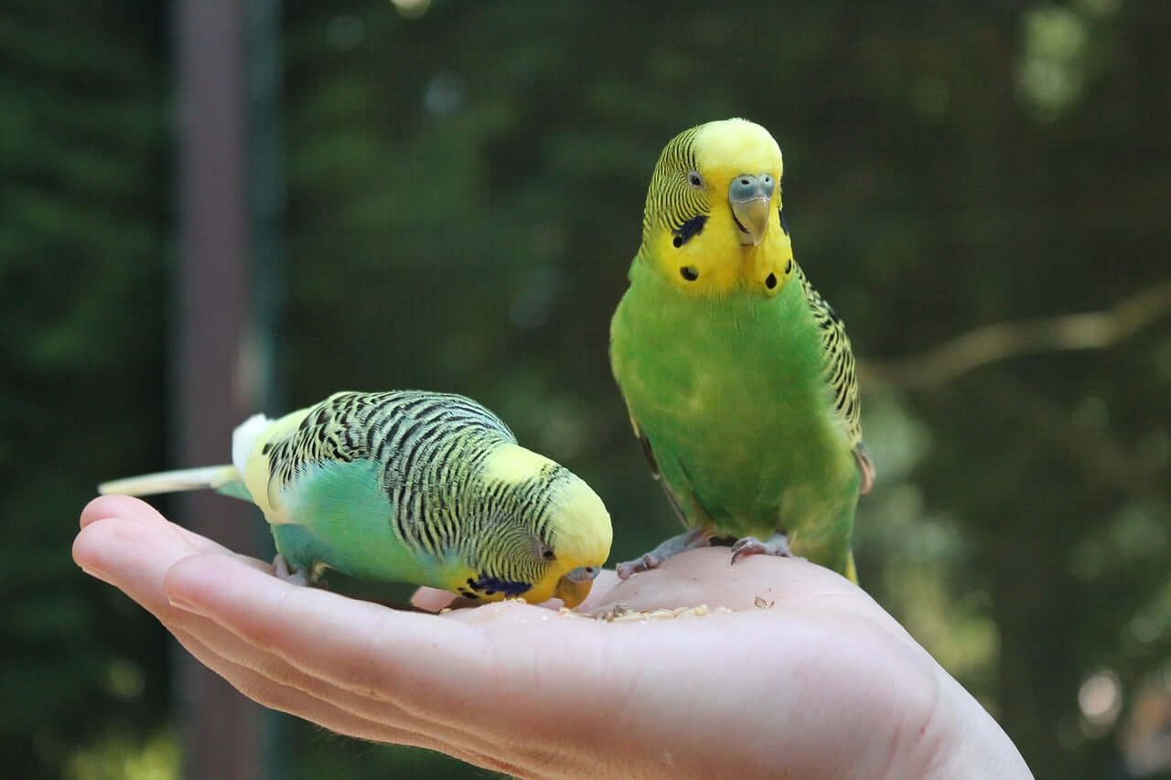 Budgies eating Haith's budgie tonic seed