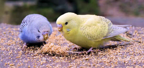 Budgie eating millet