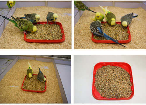 Shop Budgie tonic food from Haith's