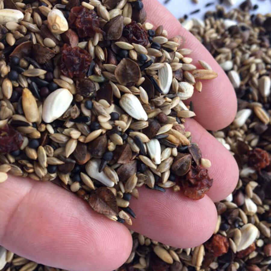 In the wild, Bullfinches can be seen feeding on niger seed - which is why we include them in our Bullfinch mix.