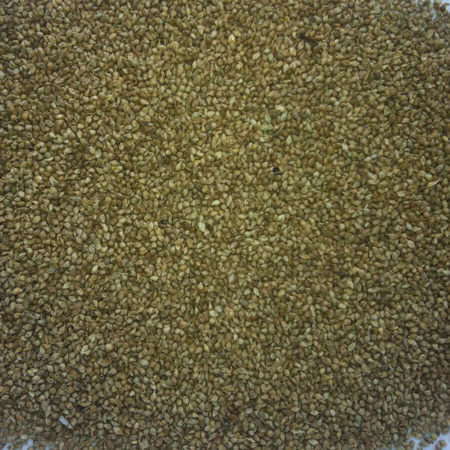 Japanese Millet- a small, popular seed amongst cage and domestic birds.