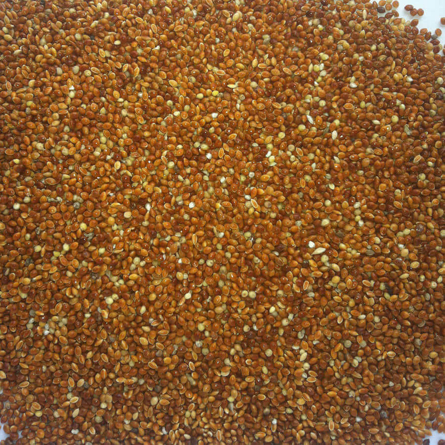 Tiny red seeds that make up Haith's Red Millet, a mix for cage birds.