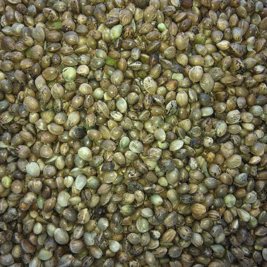 Hemp Seed is loved by most seed-eating cage and aviary birds, but it should be fed sparingly. Crushed Hemp Seed can be fed on its own or mixed sparingly with soft food.