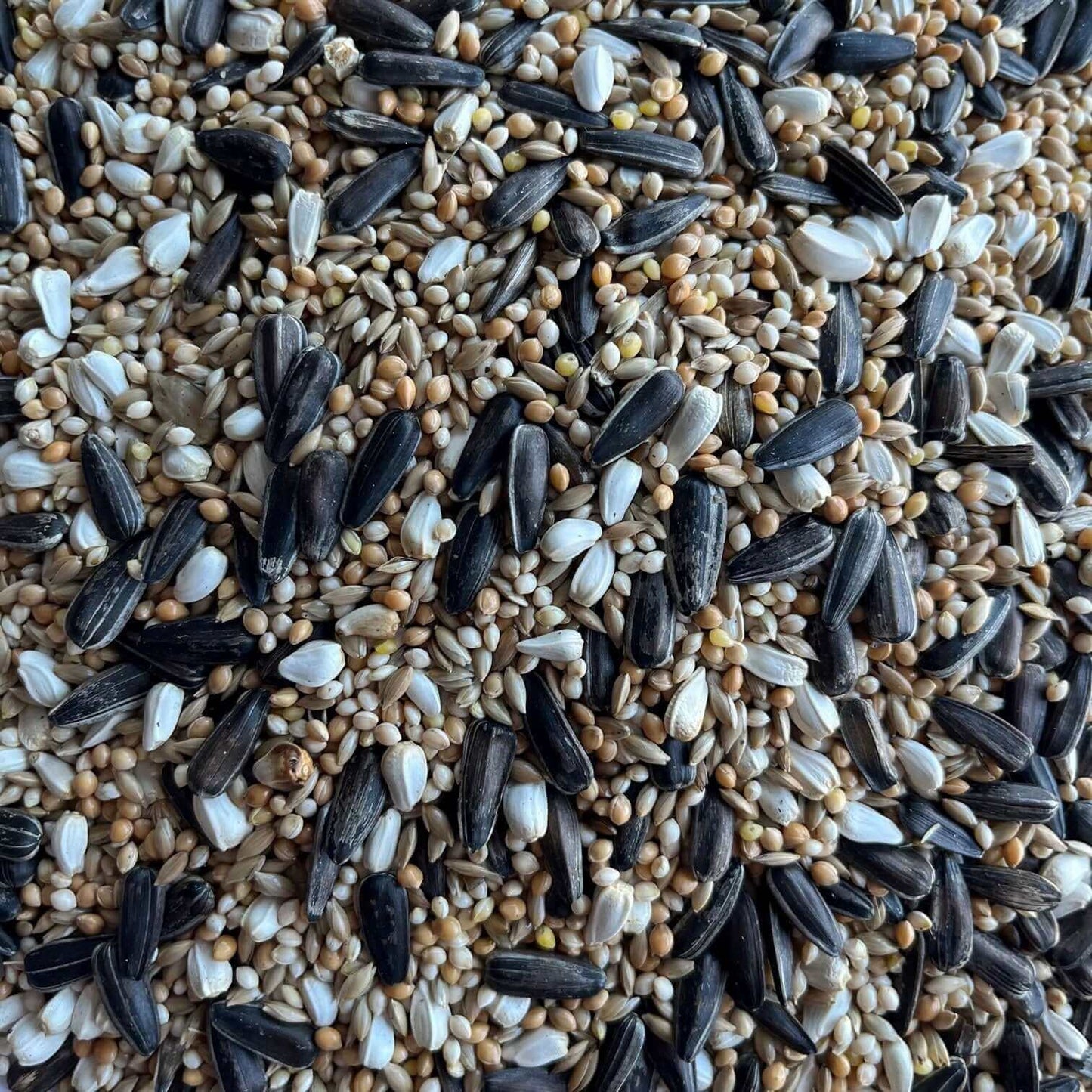 A colourful Haith's mix with small striped sunflower and millets, designed for cockatiels.