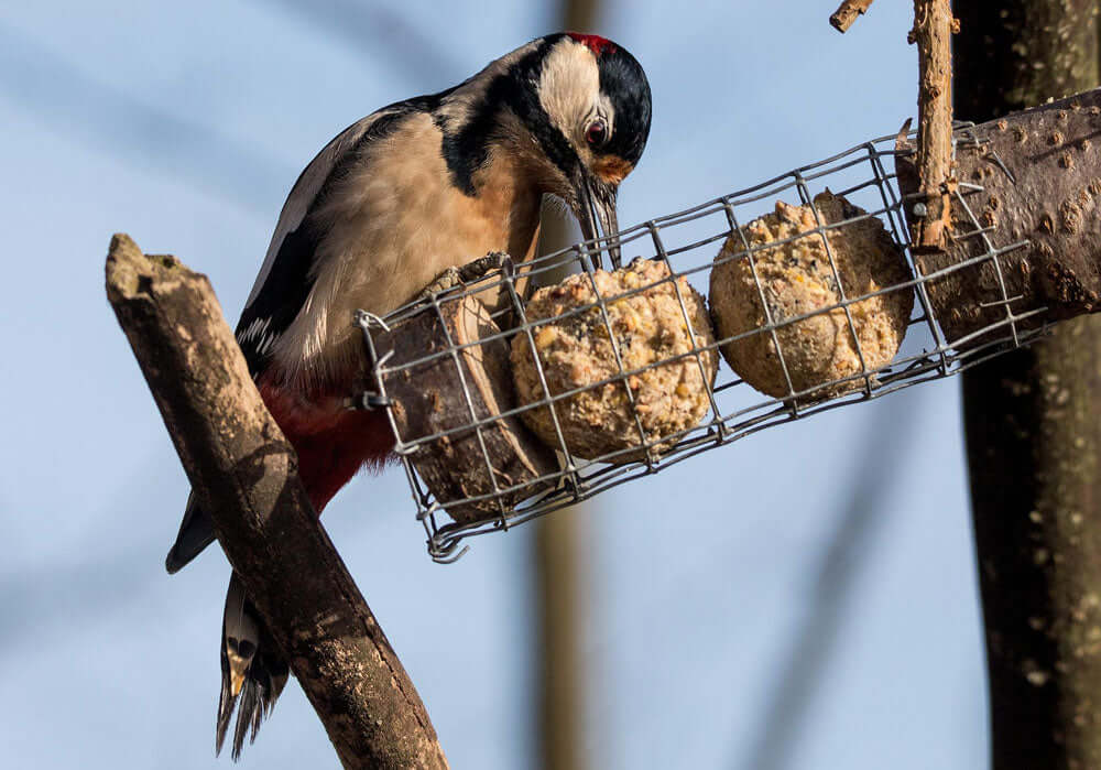 Shop fat balls from Haith's for garden birds here