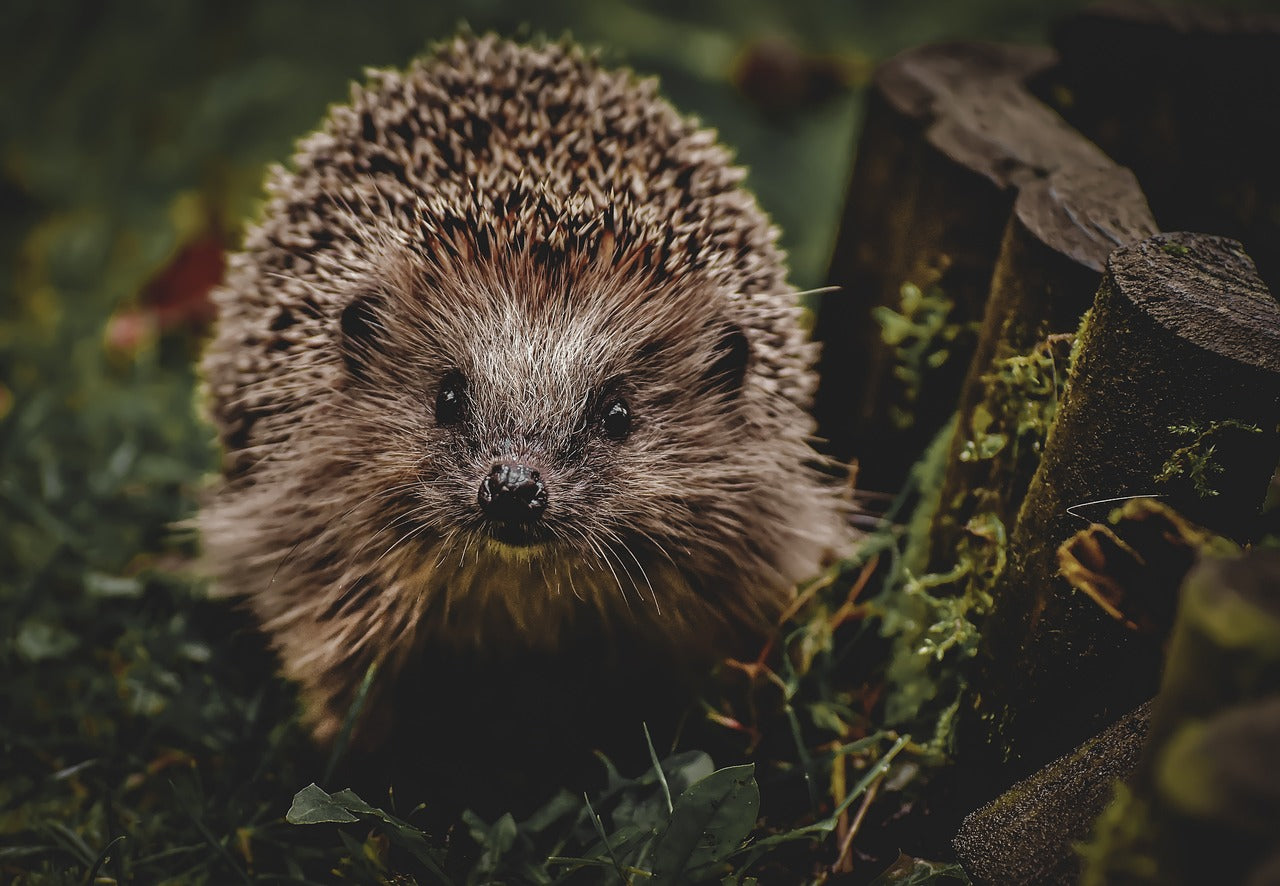 Hedgehog looking for food in a garden setting.