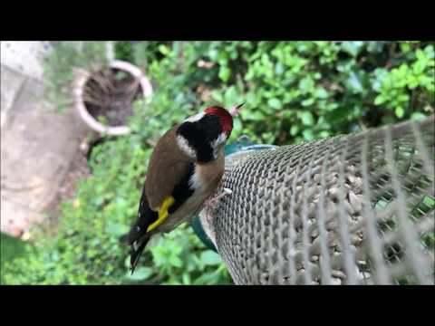 Great video of Goldfinches eating Sunflower Hearts from a mesh feeder
