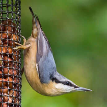 Nuthatch's just love Peanuts, and will happily feed from a Peanut Feeder from Haith's.