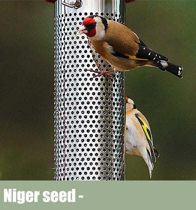 Birds feeding off of a niger seed feeder