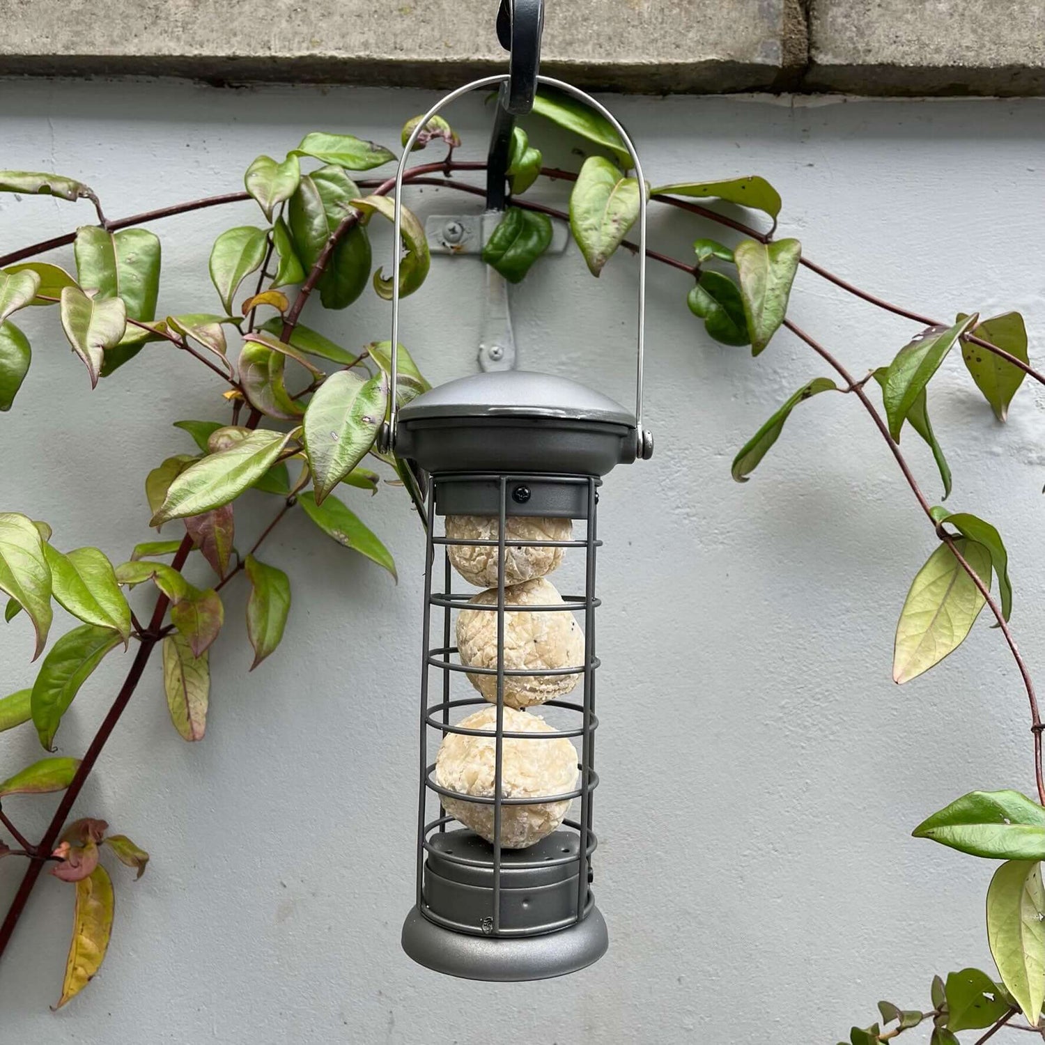 Pewter metal fat ball feeder hung up on feeder bracket hols three small fat balls