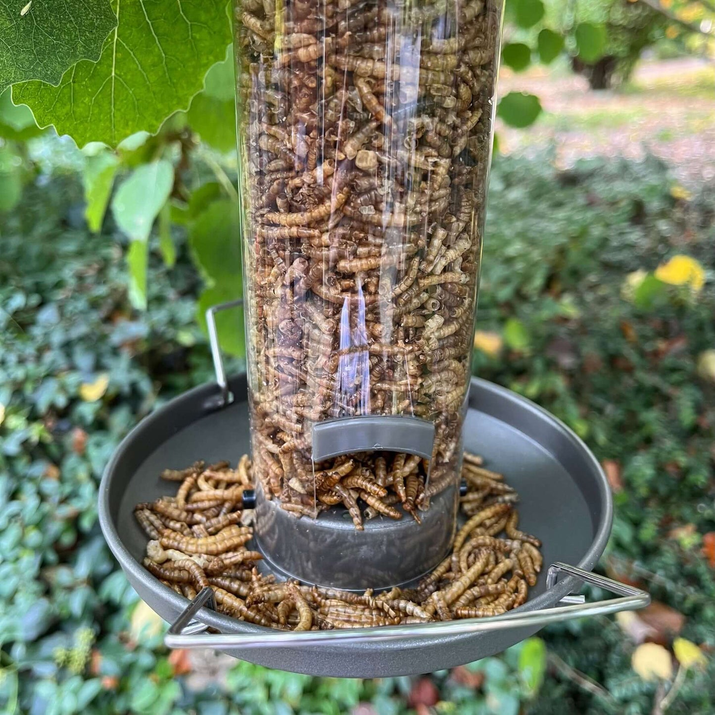 Pewter Flick 'n' Click Metal Mealworm Feeder filled with Haith's finest dried mealworms.
