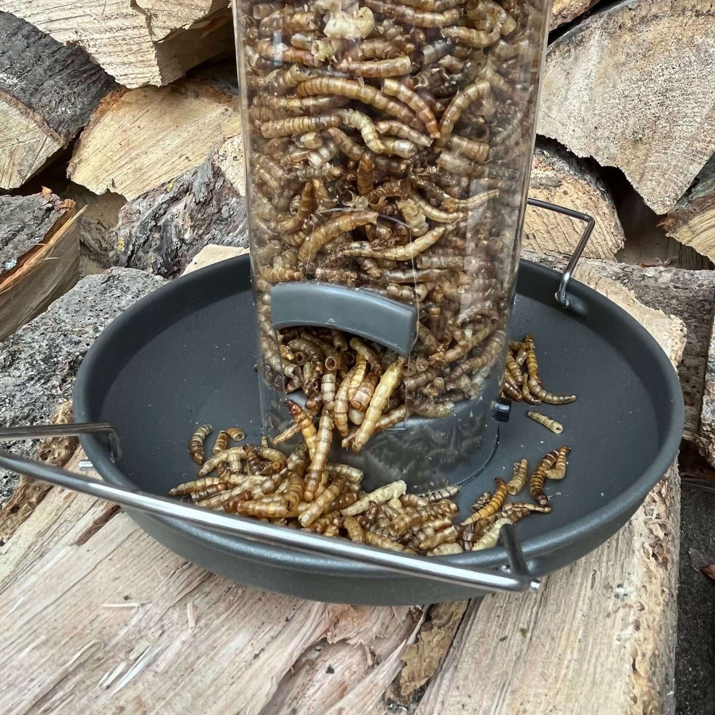 Robust metal tray, catching fallen dried mealworms.