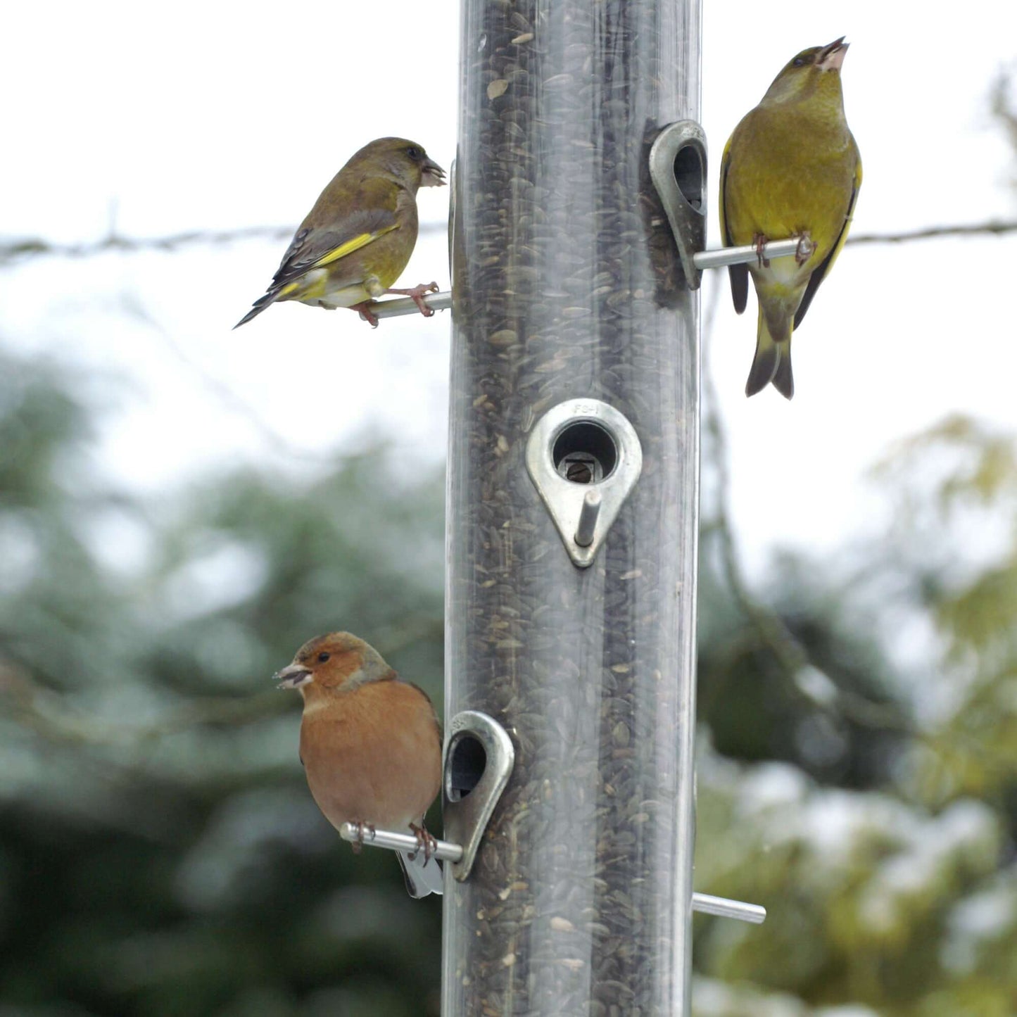 Perfect for blue and great tits, finches and sparrows.