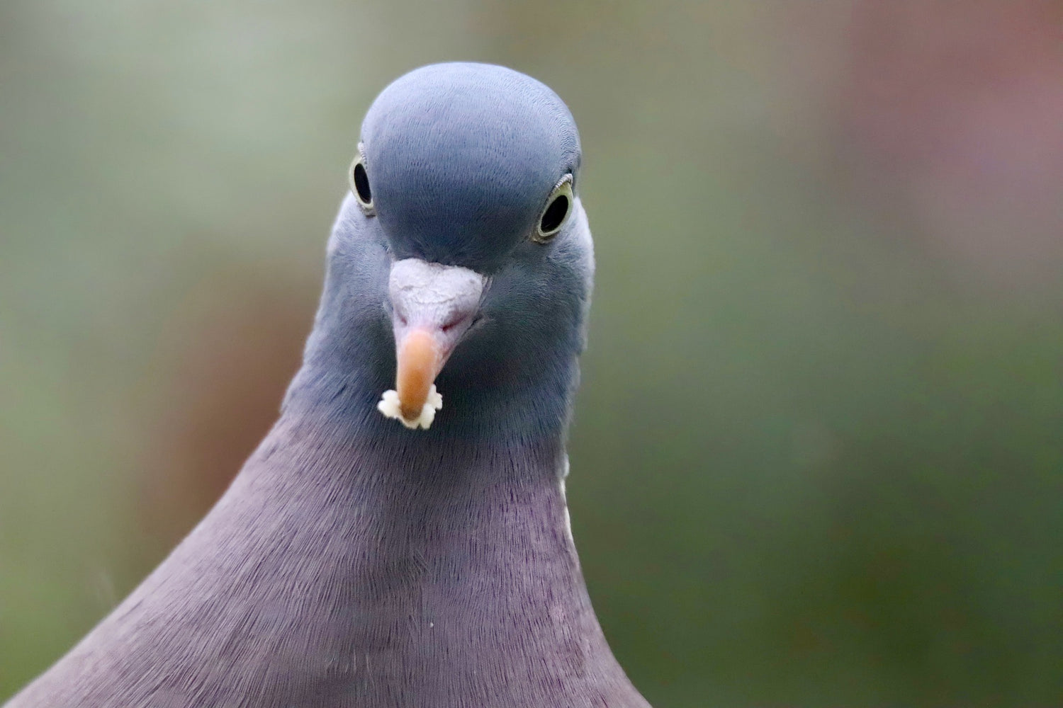 Pigeon looking directly into camera after taking some bird food