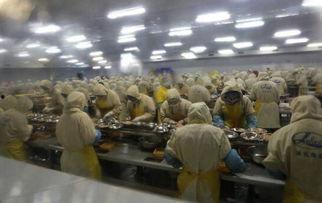 剥虾工人爆料视频,揭秘海鲜加工行业背后的辛酸与真相