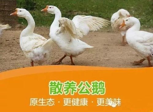 吃瓜鹅日常爆料怎么做视频,轻松制作热门视频攻略